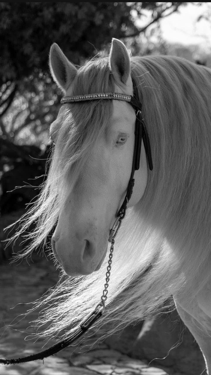 Cabeza de Gypsy Vanner en blanco y negro