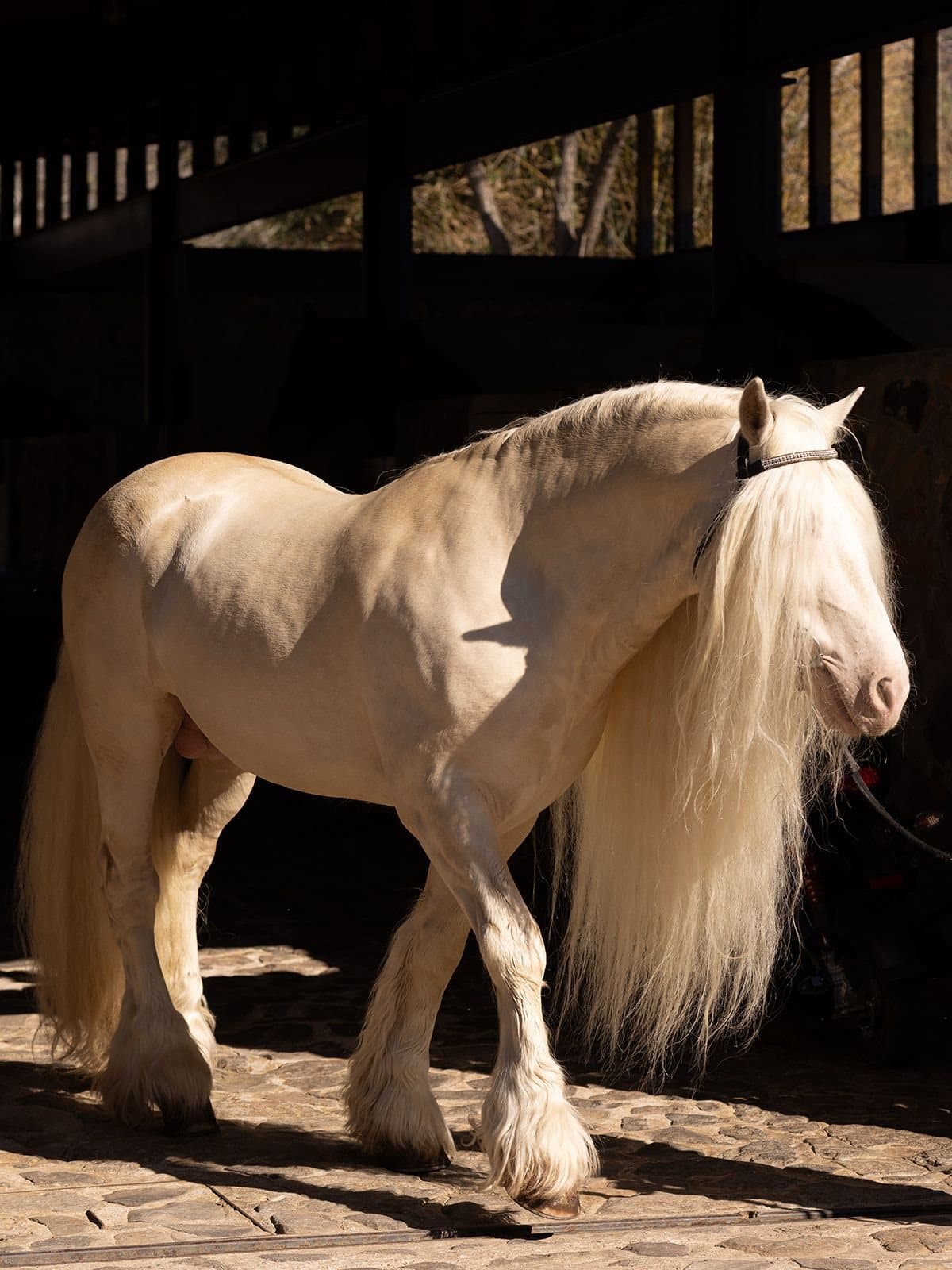 Gypsy Vanner caminando en el establo