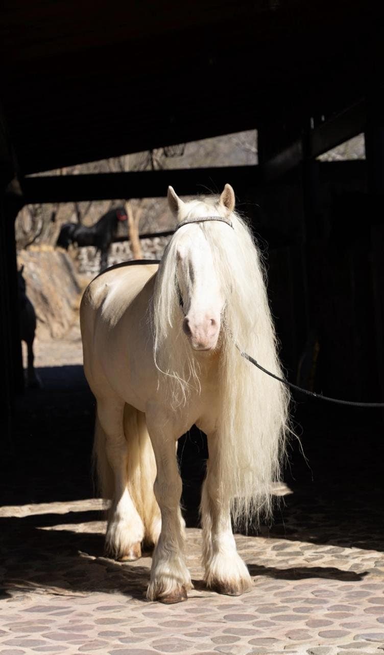 Gypsy Vanner de frente en el establo