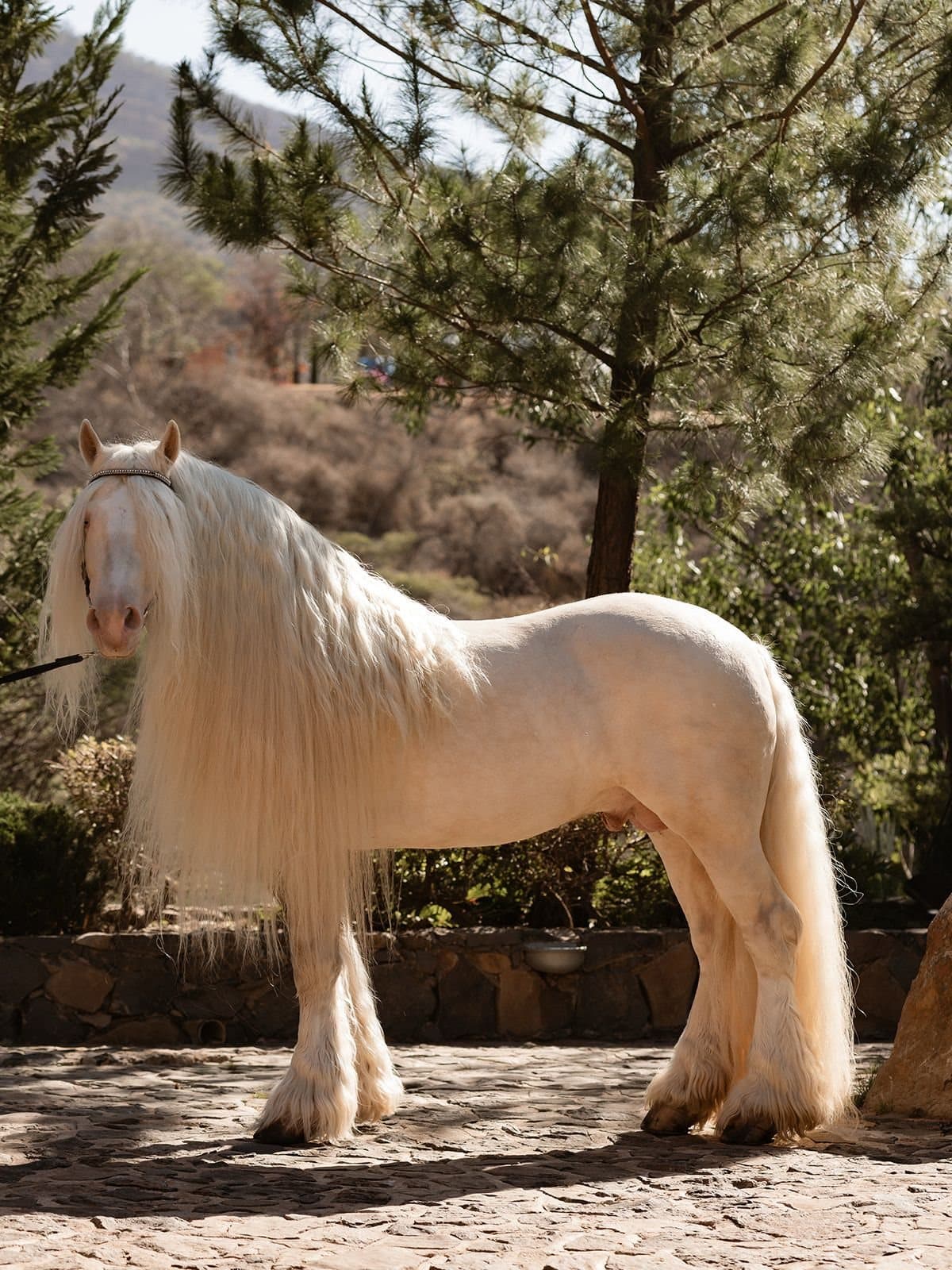 Gypsy Vanner 3