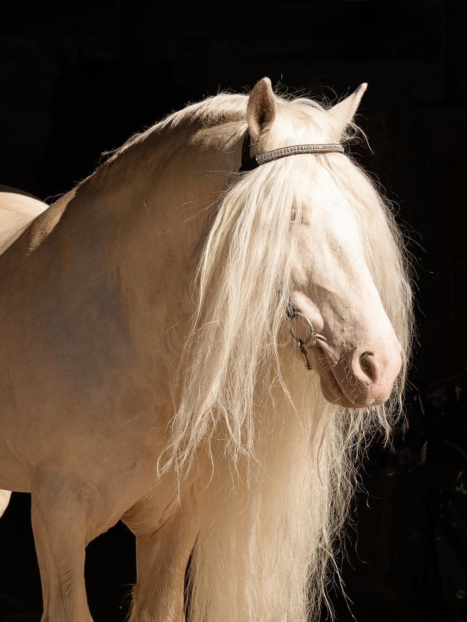 Gypsy Vanner 1