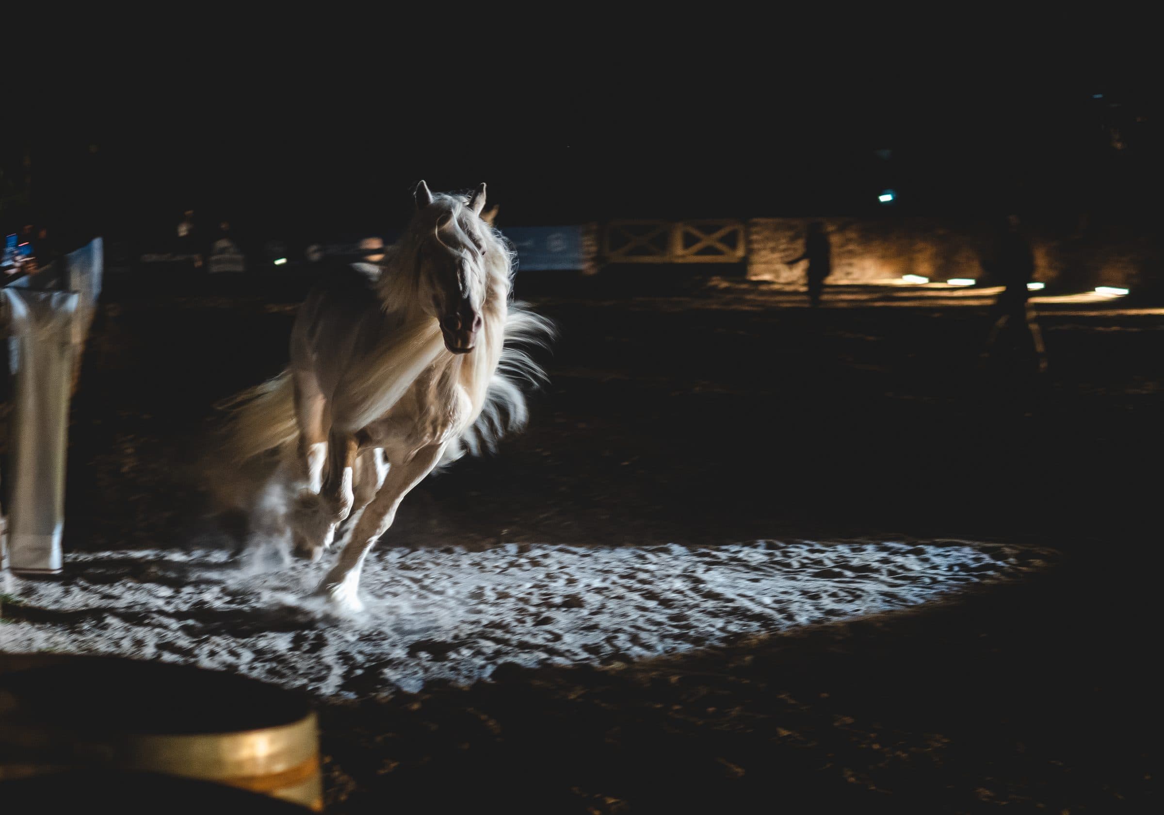 Caballo Gypsy Vanner